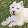 Westie HQ Hemsida