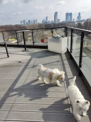 Afghan Hound And Westie : Westie and Afghan Hound playing together on a terrace