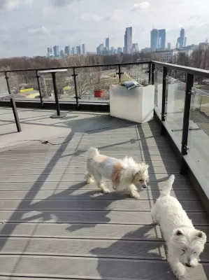 Afghan Hound And Westie