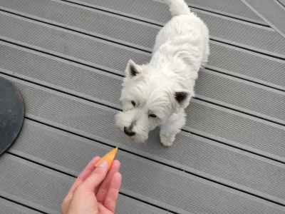 Can Westies Eat Watermelon? Or Other Melons? : Feeding a piece of Cantaloupe melon to a Westie without peel nor seeds
