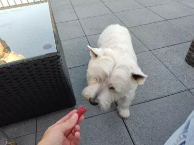 Can My Dog Eat Raspberries?