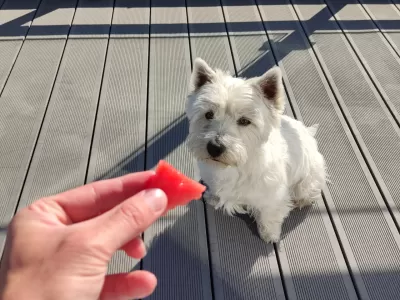 Kan Westies spise vannmelon? Eller andre meloner?