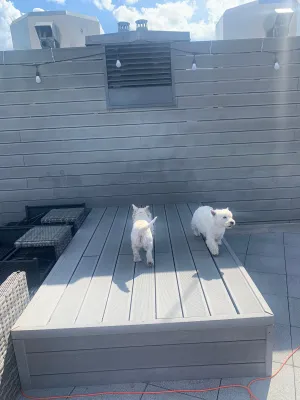 Are Two Westies Better Than One? : Two Westies, one male and female Westie playing together on a rooftop