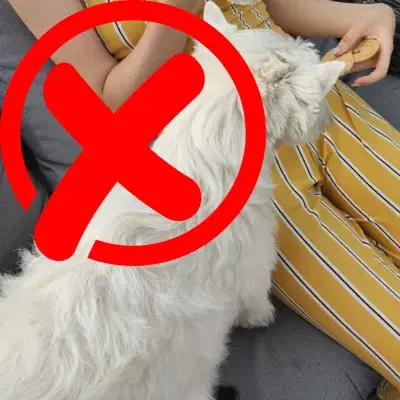 Lehet -e a Westie kutyák enni a weetabix -ot?