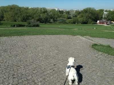 How Long do Westies Live? : Westie on a happy walk to increase his lifespan
