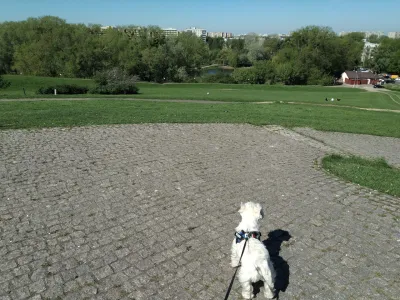 ¿Hasta dónde puede caminar un Westie?