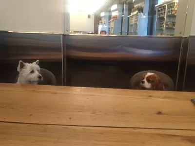 Westie And Cavalier King Charles Spaniel: Which Is Better? How They Can Be Together And How They Can't : Westie and Cavalier King Charles meeting together at a bar table