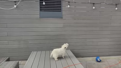 Why Is My Westie Dog Barking At Nothing?