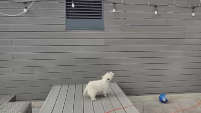 ¿Por qué mi perro Westie está ladrando en nada?