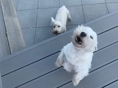 West Highland White Terrier Behaviour Problems