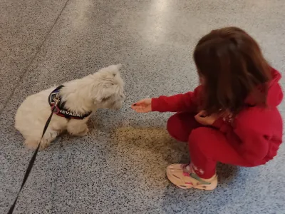 10 Reasons Why Westies Are Good with kids : Westie being given a treat by a kid for play