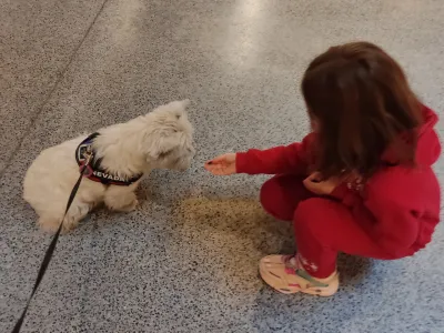 Jók a Westies a gyerekekkel? : Westie -t egy gyerek élvezetével táplálta