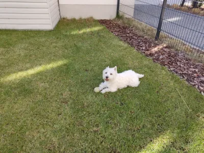 How long Can Westies Be Left Alone For? : Westie playing in garden with a tennis ball