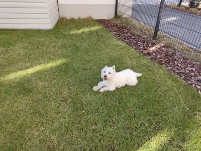 Meddig maradhat egyedül a Westies? : Westie a kertben játszik egy teniszlabdával