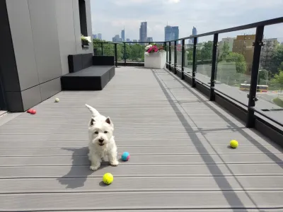 Top 5 Best Toys For Westies Play