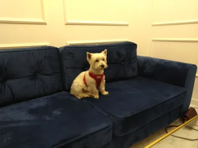 How long Can Westies Be Left Alone For? : Westie left alone on sofa