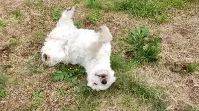 Why do Westies Roll in Poop? : Westie rolling in grass with a very large smile