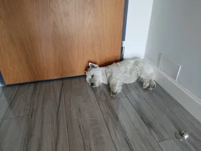 Miért alszik Westie az ajtó mellett?