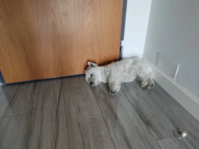 Perché Westie dorme accanto alla porta?