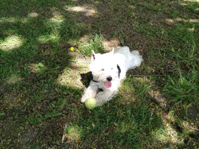 How Long do Westies Live? : Playing fetch with a Westie and a tennis ball\