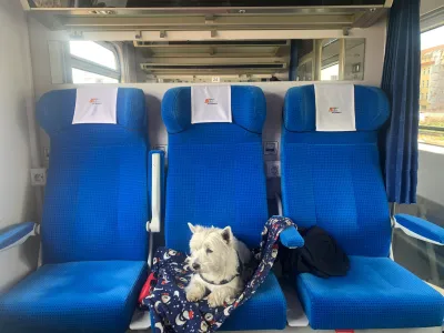 Can you fly with a Westie?