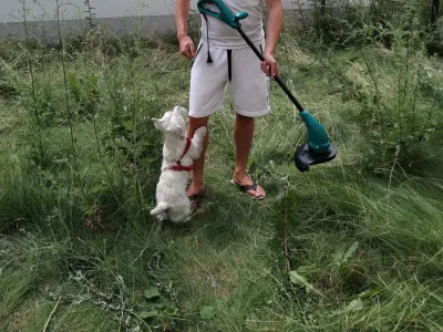 ¿Por qué Westies son los peores? : Westie tratando de unirse en una pierna humana para atrapar un regalo escondido en el bolsillo