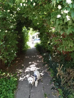 Meddig járhat egy Westie? : Westie sétál egy pórázon, amely a levelek alagútja alatt halad át
