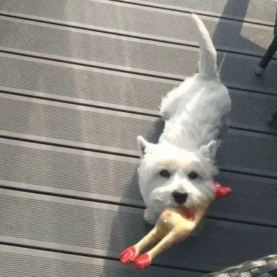 Top 5 Best Toys For Westies : Westie chewing a rubber chicken dog toy after having fetched it