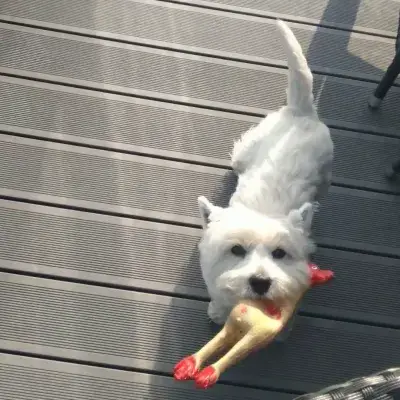 terrier branco de montanhas ocidentais Behaviour Problems : Westie mastigando um brinquedo de frango de borracha até não espremer mais