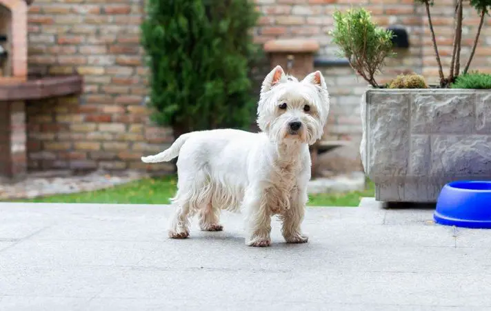 The Benefits of Including Fresh Fruits in Your Westie’s Diet