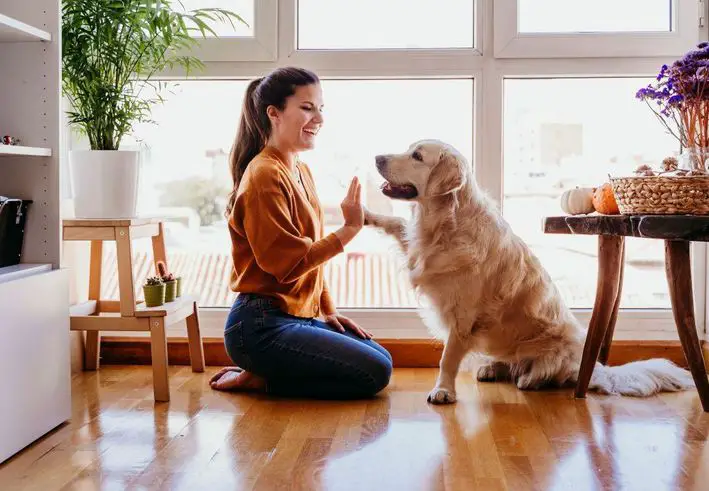 How to Transition Your Dog Into a Fresh Food Diet Safely : How to Transition Your Dog Into a Fresh Food Diet Safely
