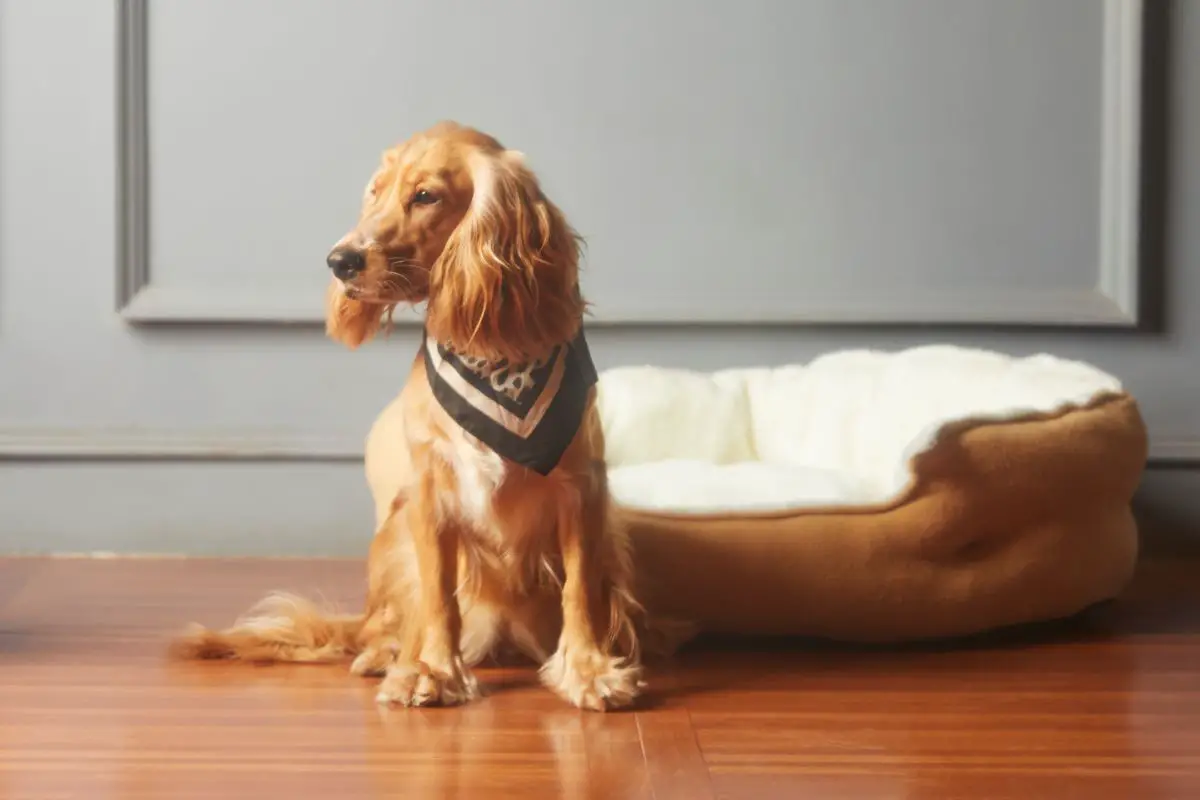Safety First: Pet-Proofing Your Home for a Happy Westie