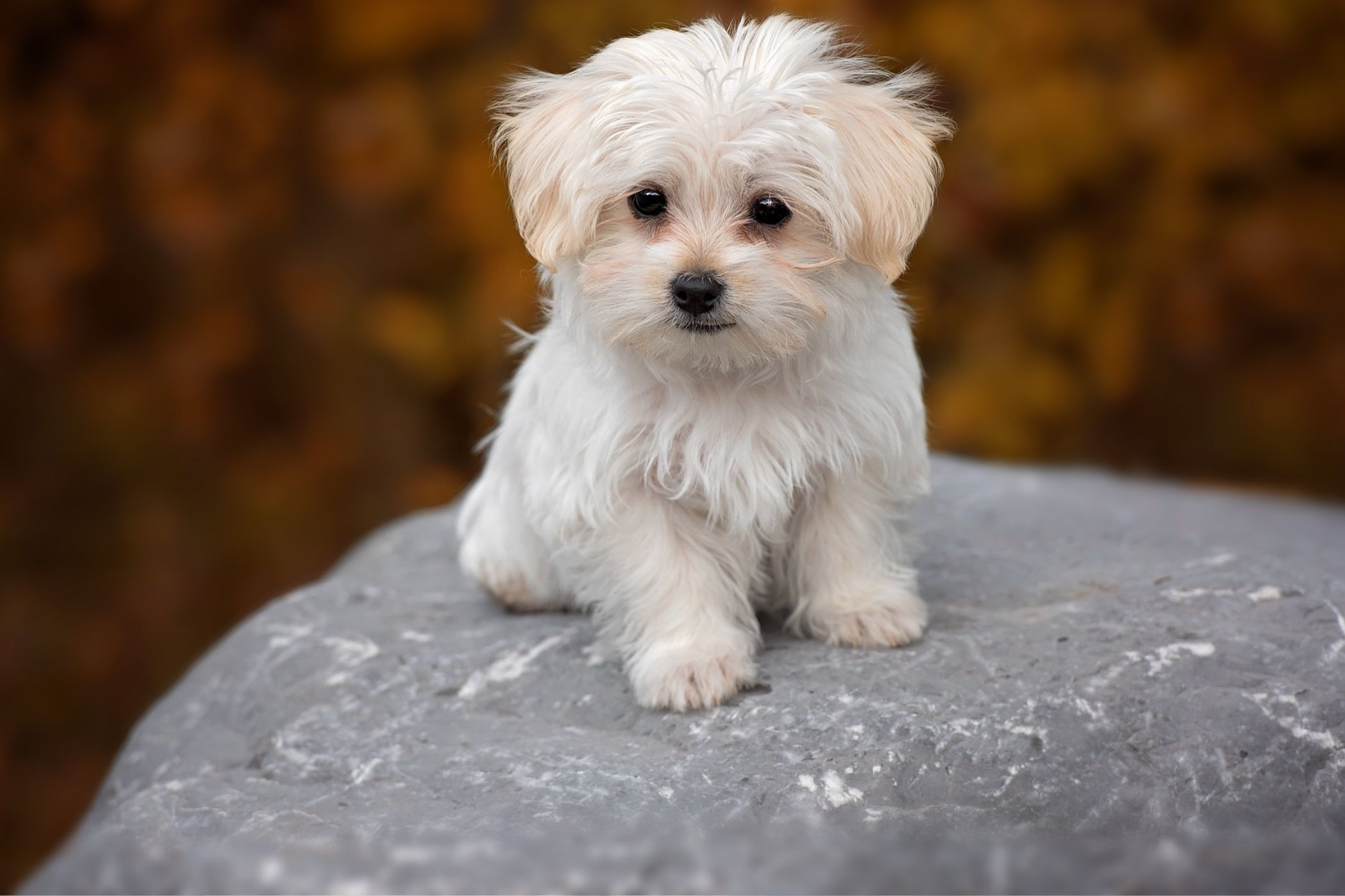 Understanding Westie Behavior: What Your Dog's Actions Really Mean