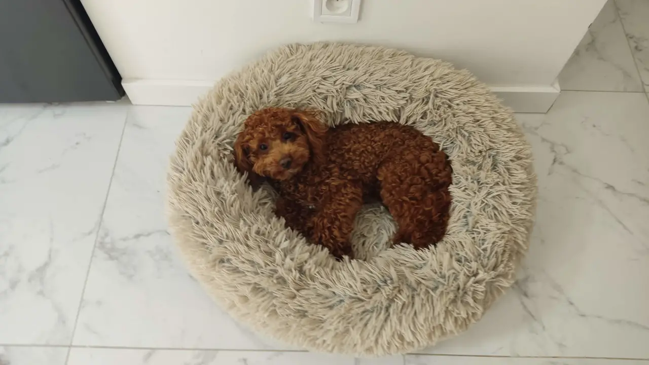 How Big Do Maltipoos Get? The Advantages of Having a Small-Sized Dog : Maltipoo sleeping on her dog bed