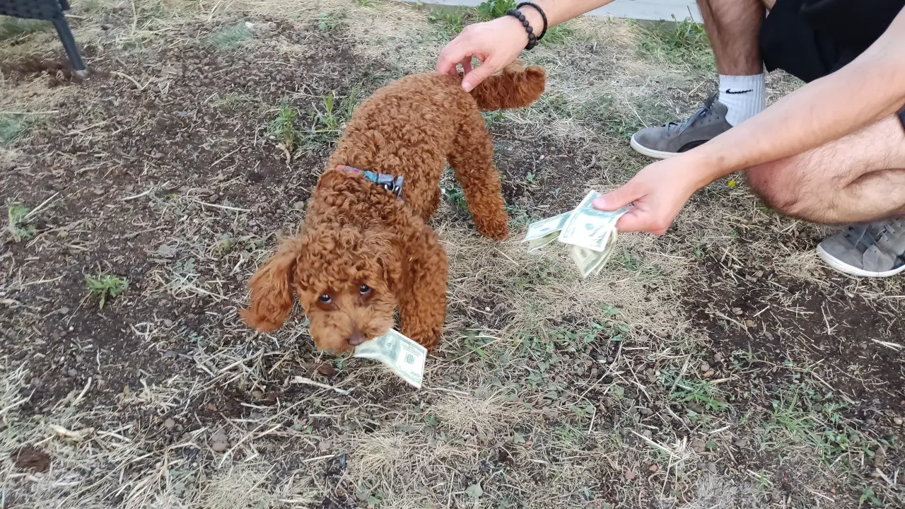 Advantages of Maltipoos dog for a Maltipoo party : Maltipoo playing with fake money at a rooftop party