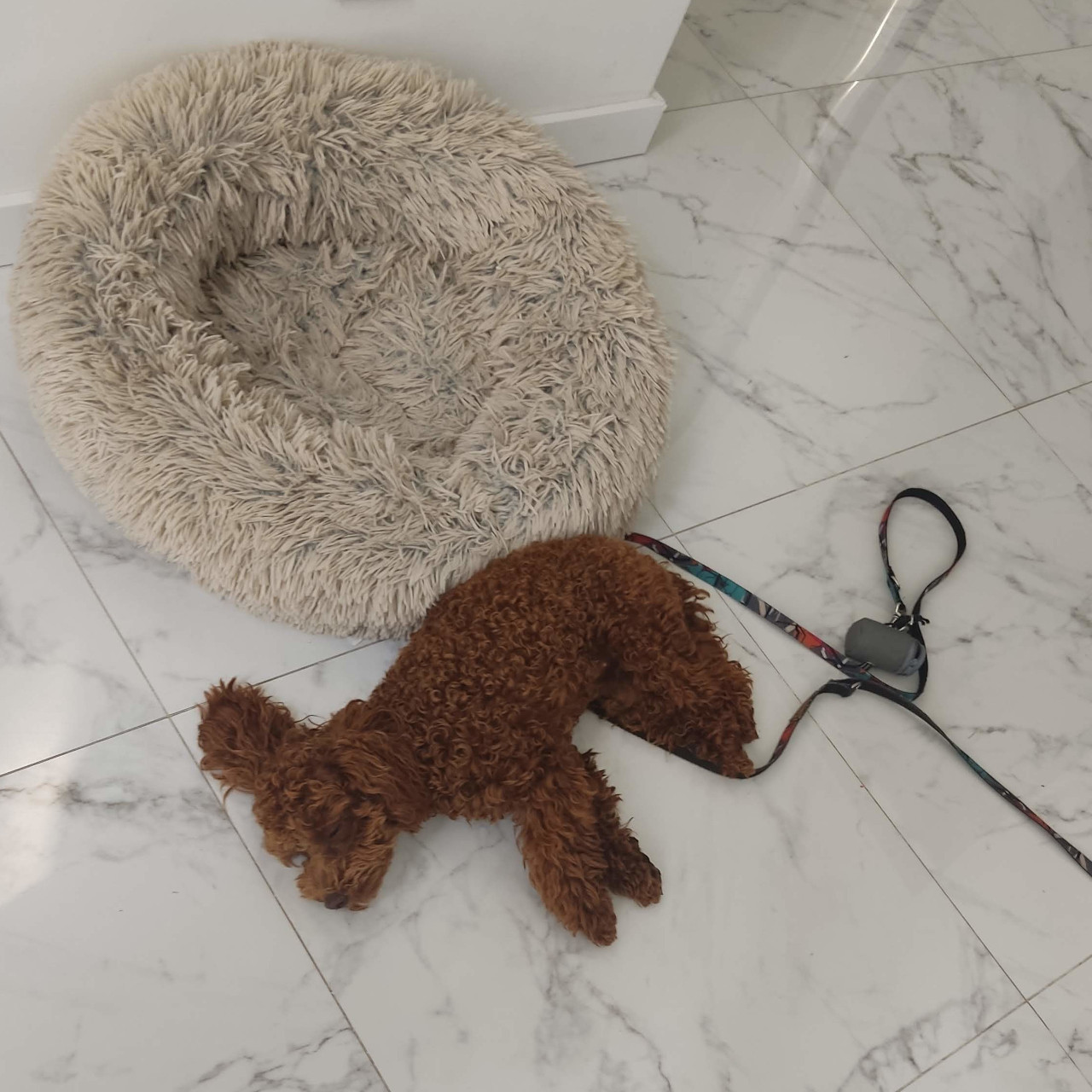 Best dog beds for Maltipoos : Maltipoo sleeping next to a donut dogbed