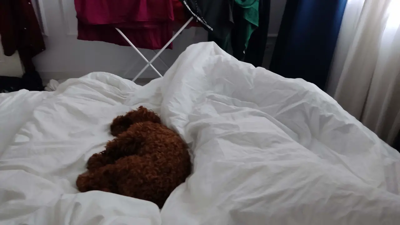 Sleeping benefits of Maltipoos : Maltipoo sleeping on a human bed in the middle of the bed